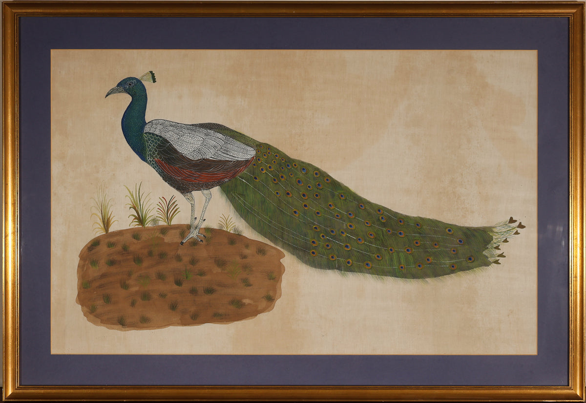 Peacock