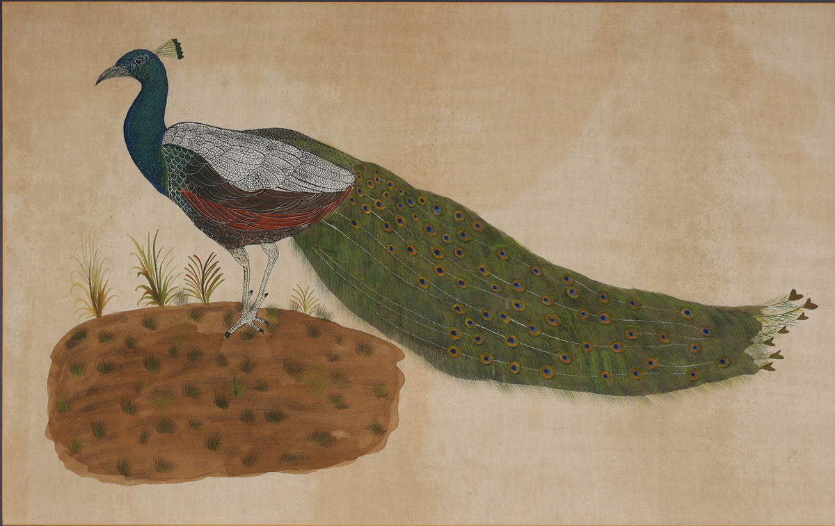 Peacock