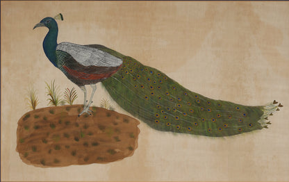 Peacock