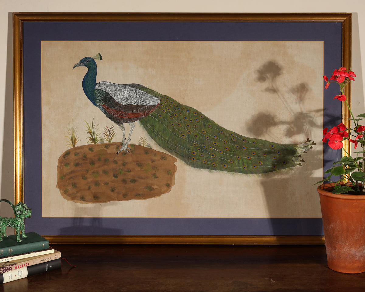Peacock