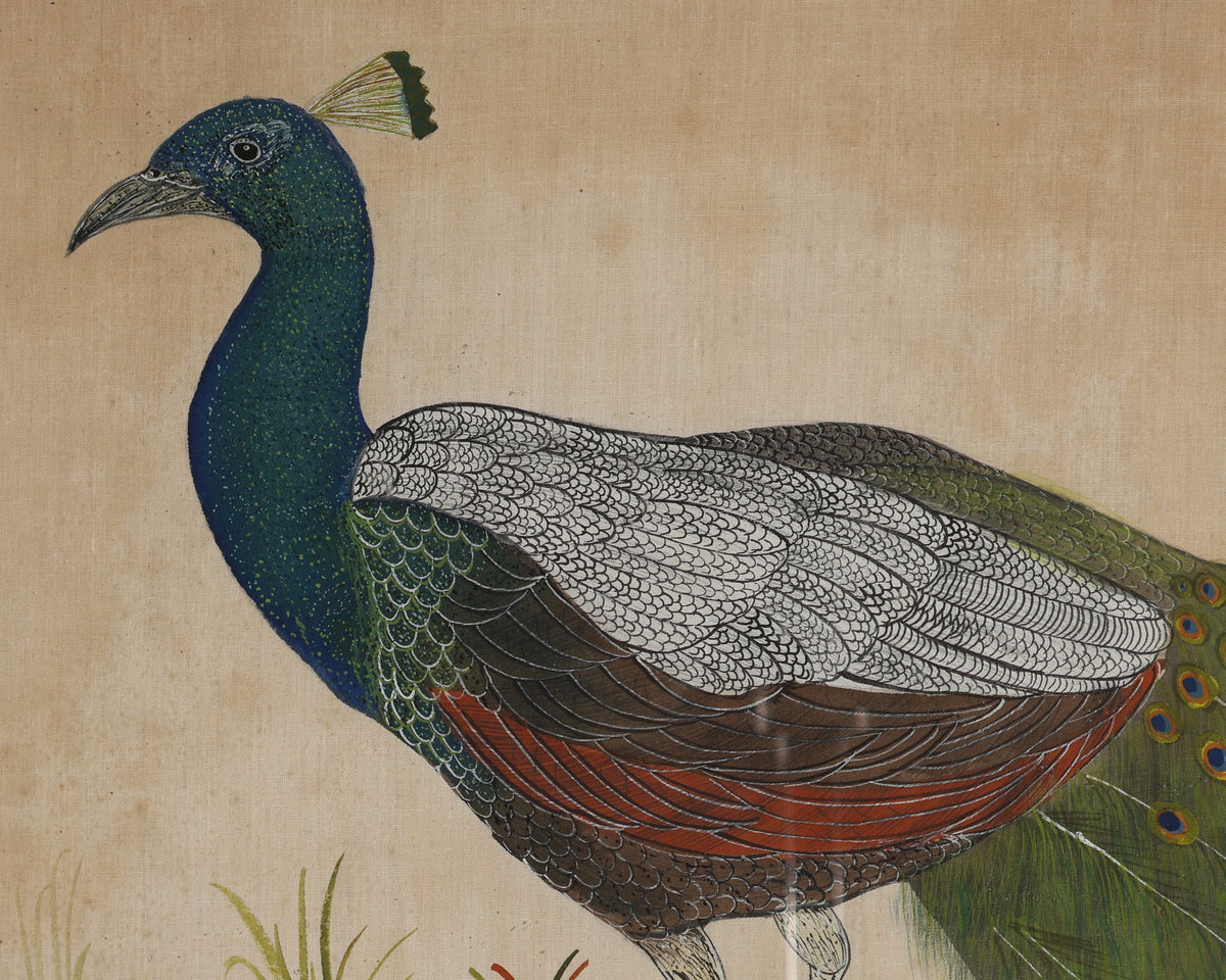 Peacock