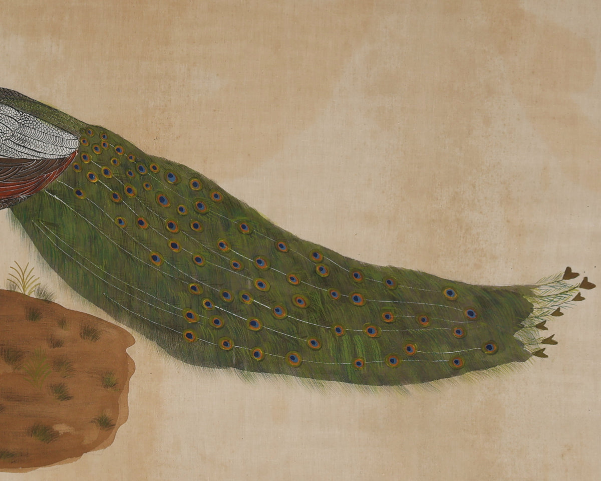 Peacock