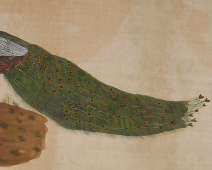 Peacock